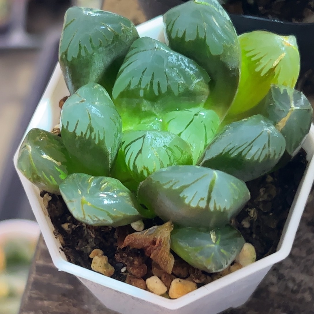 黑葡萄巨大化十二卷