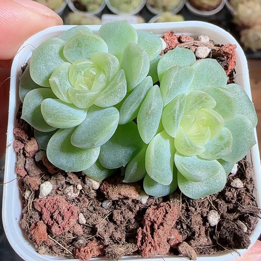 老***沫1111-----887无尽灯双头