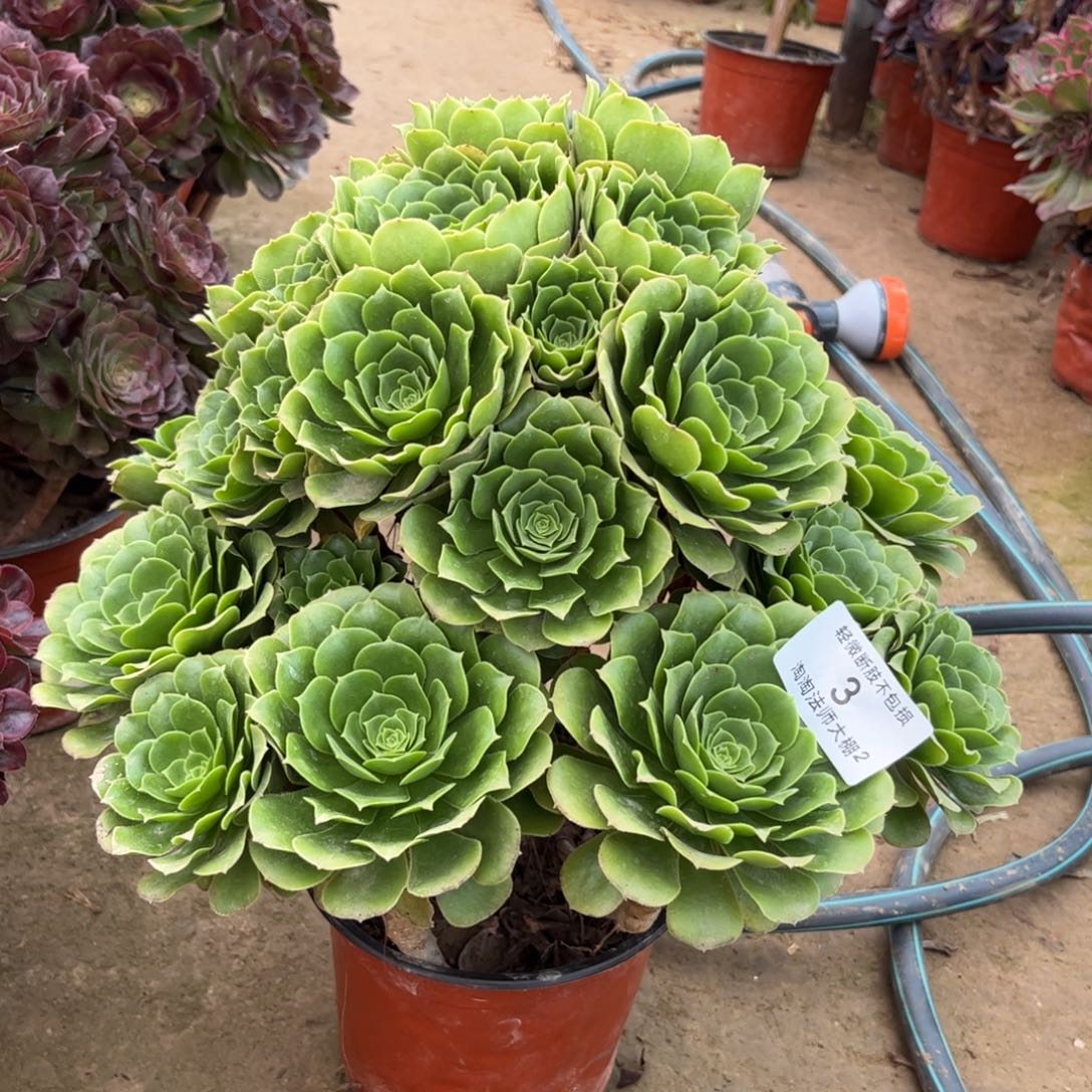 3绿羊绒多肉植物法师