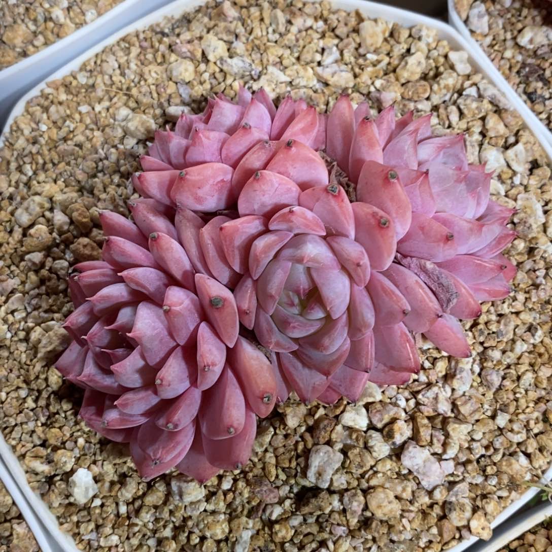 自助下单一物一拍，年后发可寄养问主播