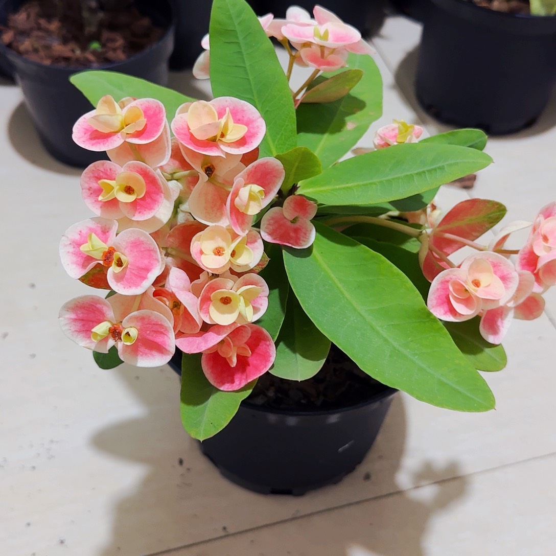 完全开放甜心公主直播间一物一拍