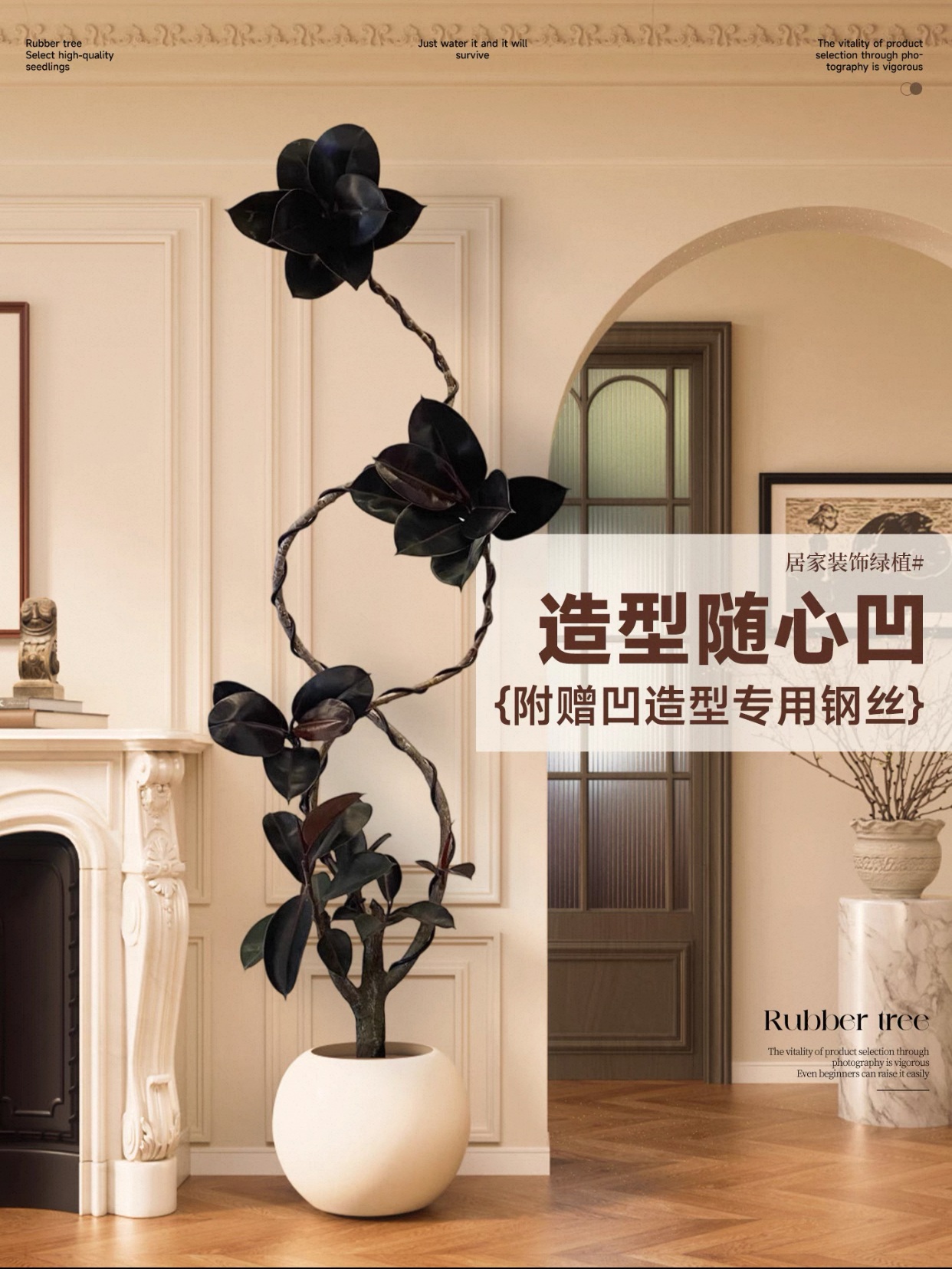 黑金刚橡皮树客厅大盆栽造型室内大型绿植四季好养阳台办公室植物