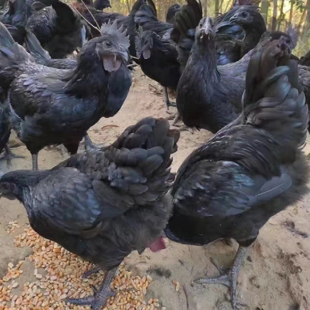 宠物鸡 五黑鸡10只装绿壳蛋包邮到家