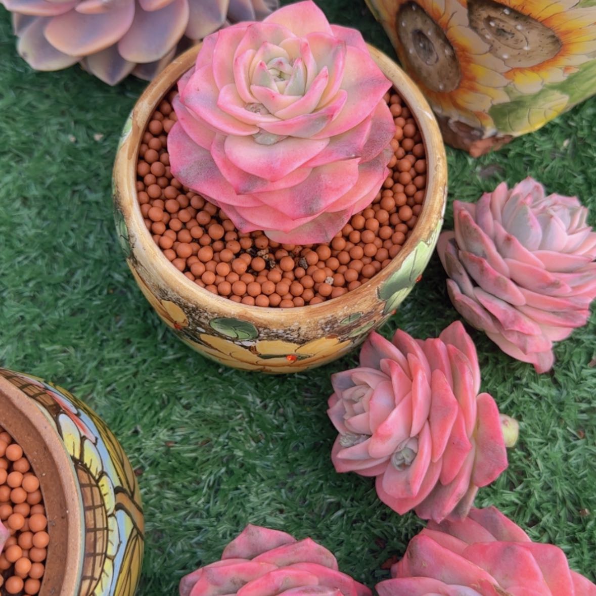 【闪购商品】可爱玫瑰彩锦39.9