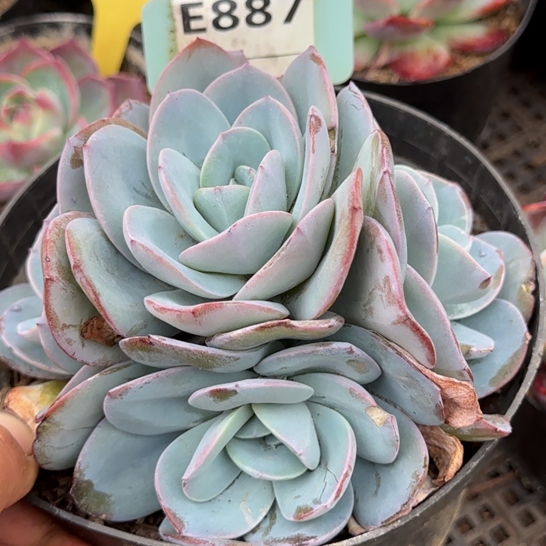 布鲁兰惊鸿一物一拍包装收缩花旱