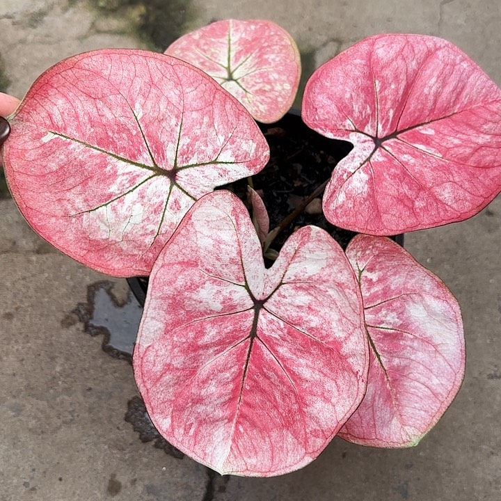 9-1210彩叶芋广东现货