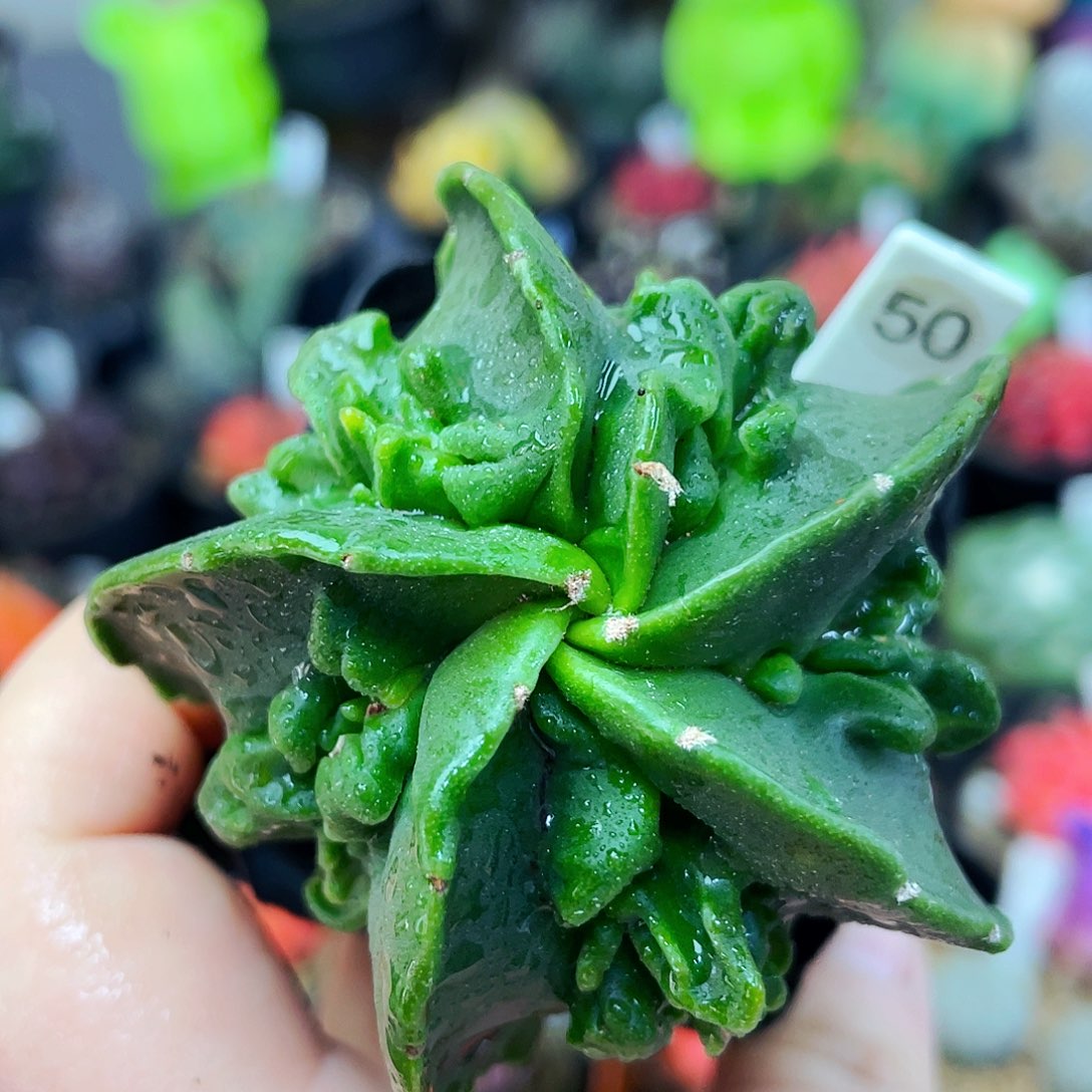 非偏远地区满25包邮仙人球