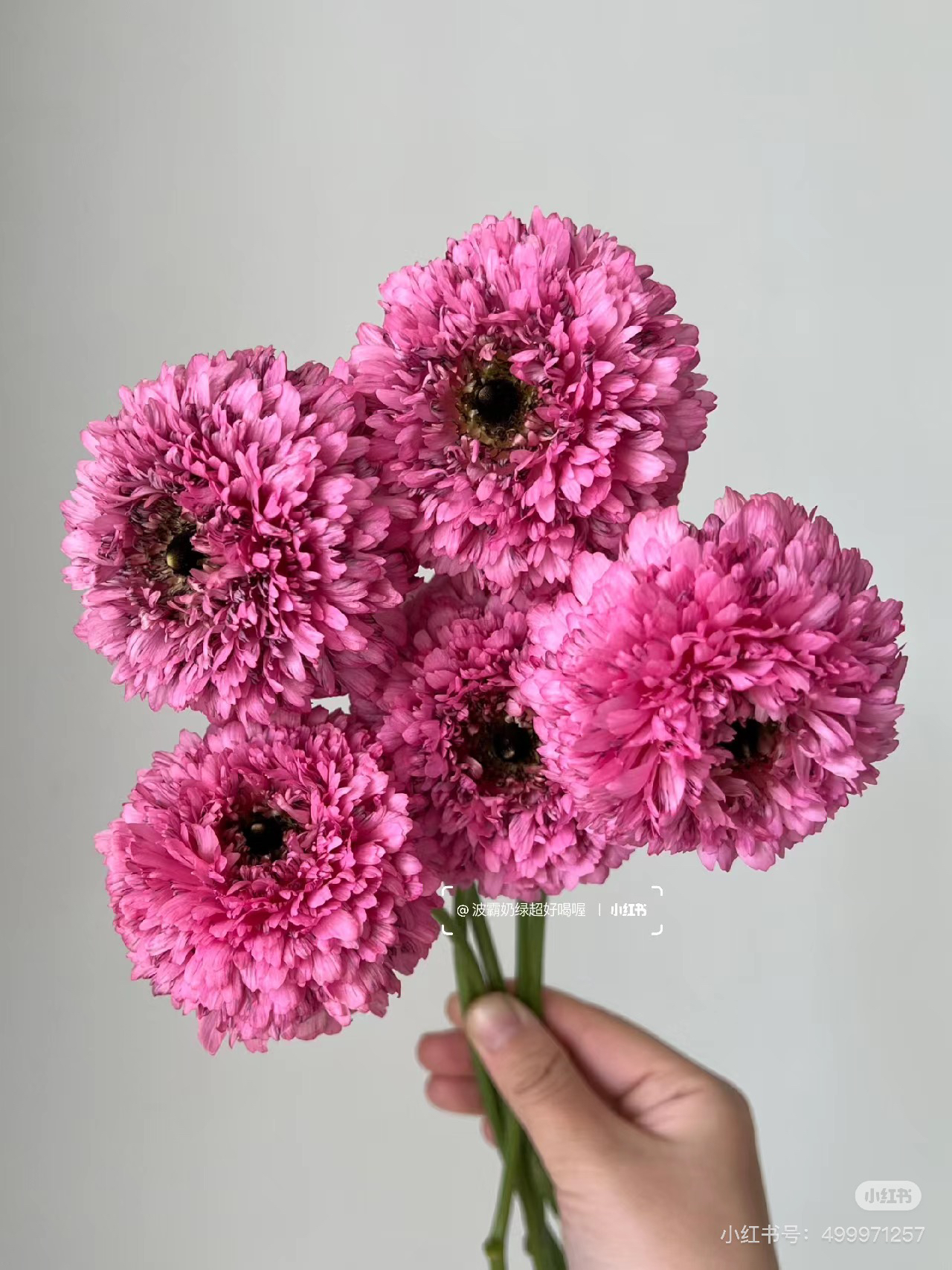 摩洛哥洋牡丹8-10！三件顺丰空运20%不售后