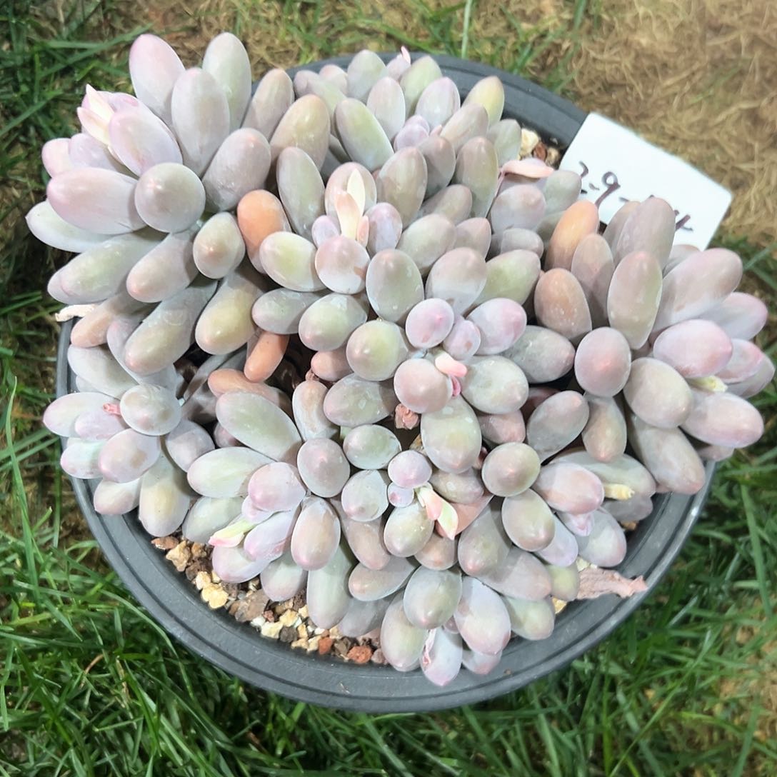 2.9-44汤圆多头多肉