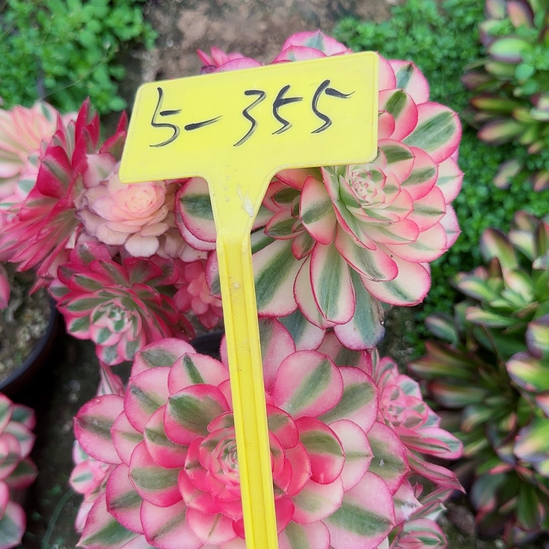 5-355--多头多肉植物