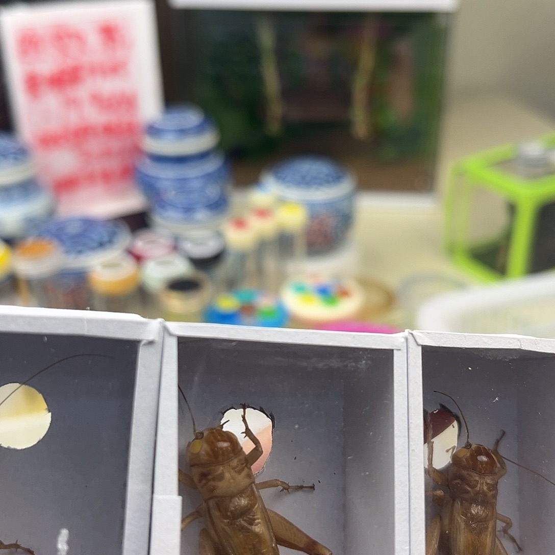 三条断须冰糖紫拍拍拍