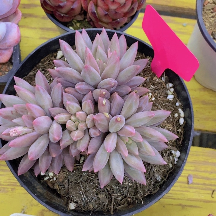 开心多肉植物多肉