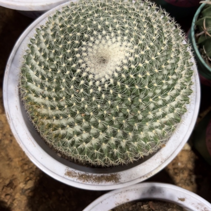 n***）吉祥如意是什么意思