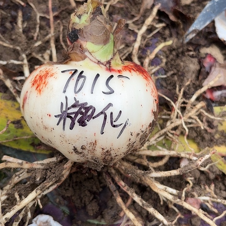 海*糖果仙女9.5左右带土7615