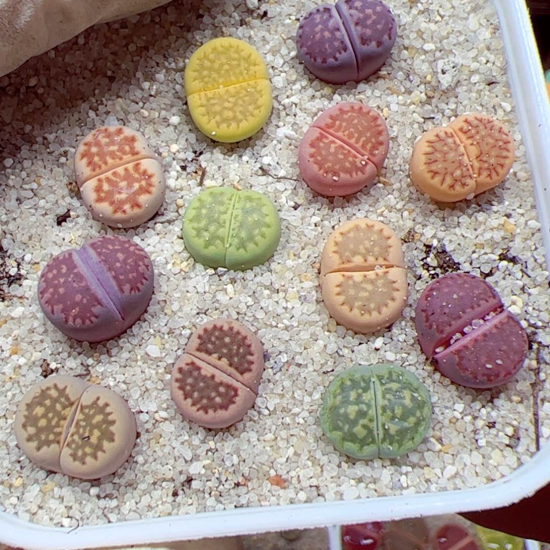 116 优秀的肉肉31