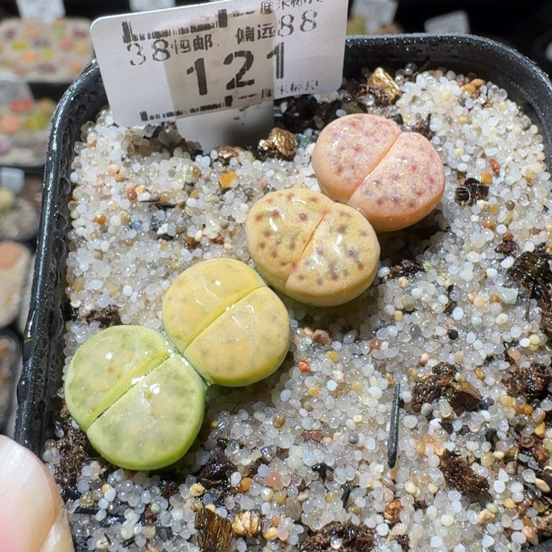 Sss清仓价可便宜了121