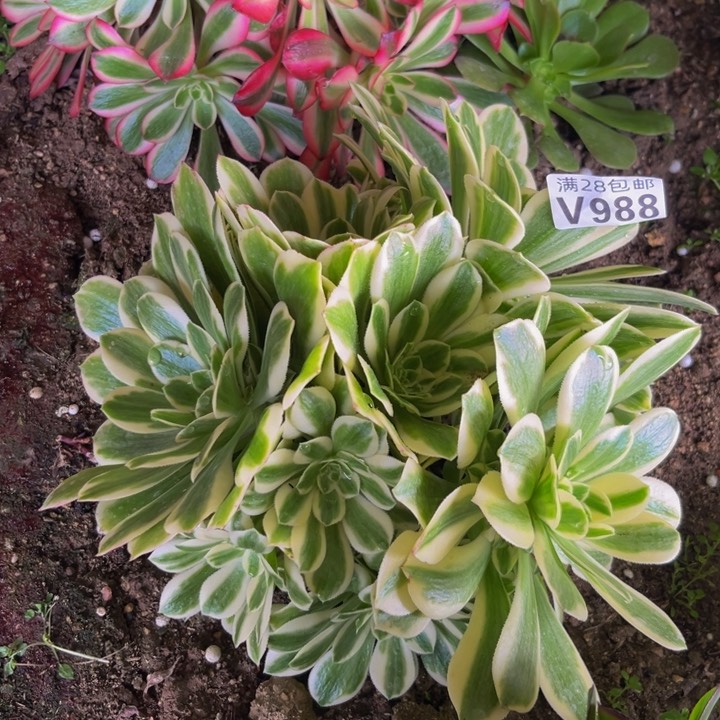 988多肉植物一物一拍