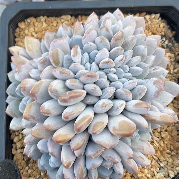 漠***然多肉植物一物一拍