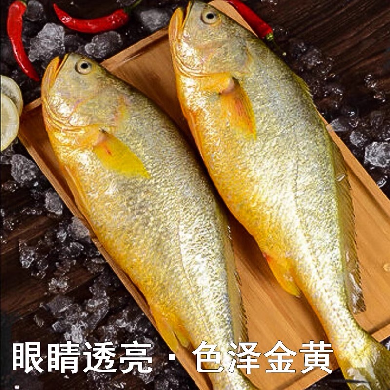 【主播推荐】新鲜大黄鱼肉质细嫩 连云港发货