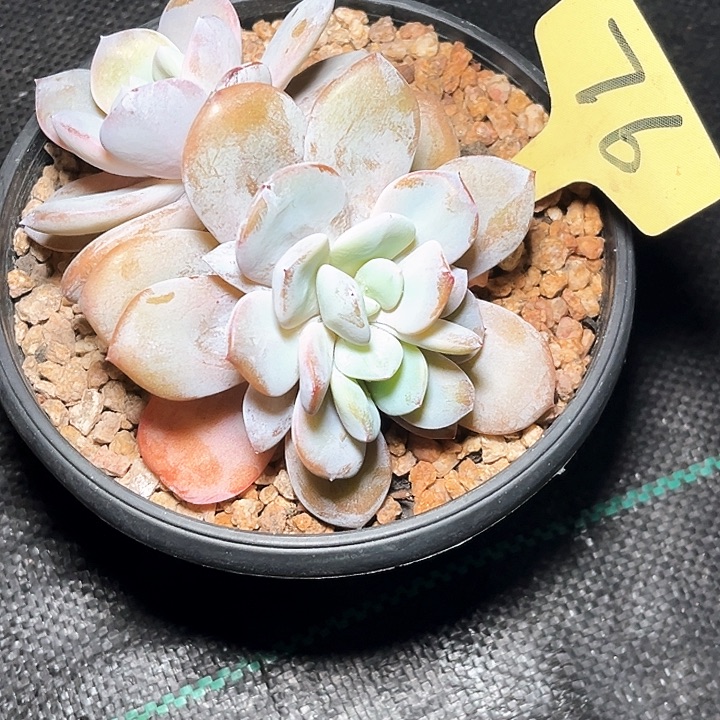 奶茶76号码牌子的话题了