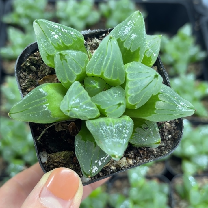 冰城寿多肉植物666