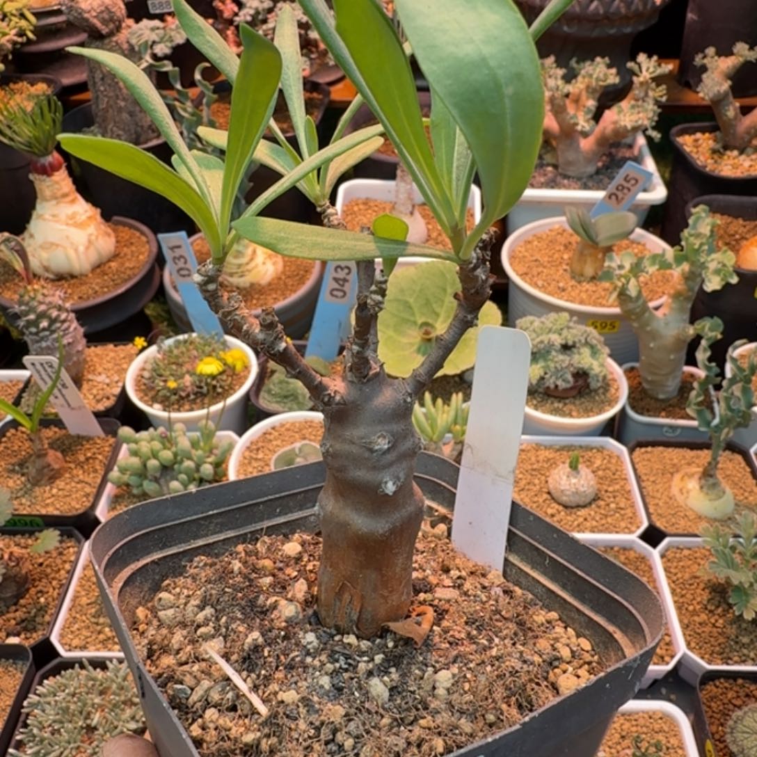 瓶干厚墩菊888 仙人球