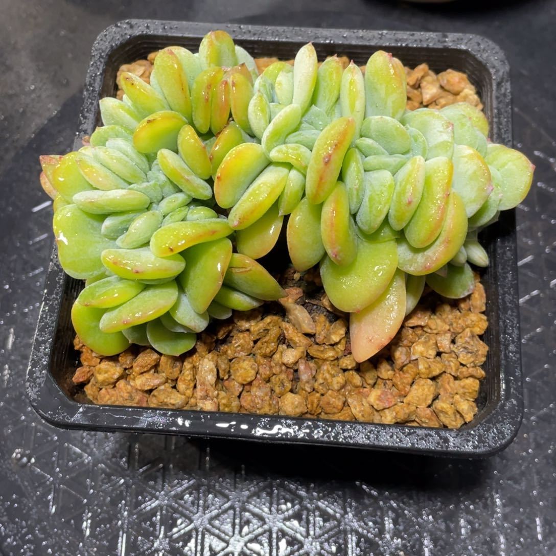 满68包邮发中通快递