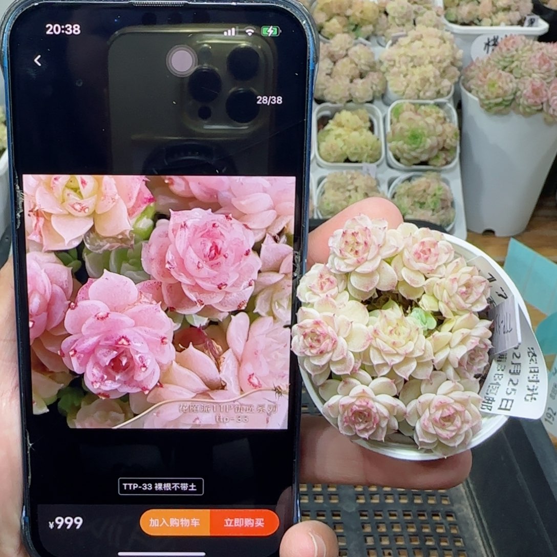 【闪购商品】0225-171（ttp-33）