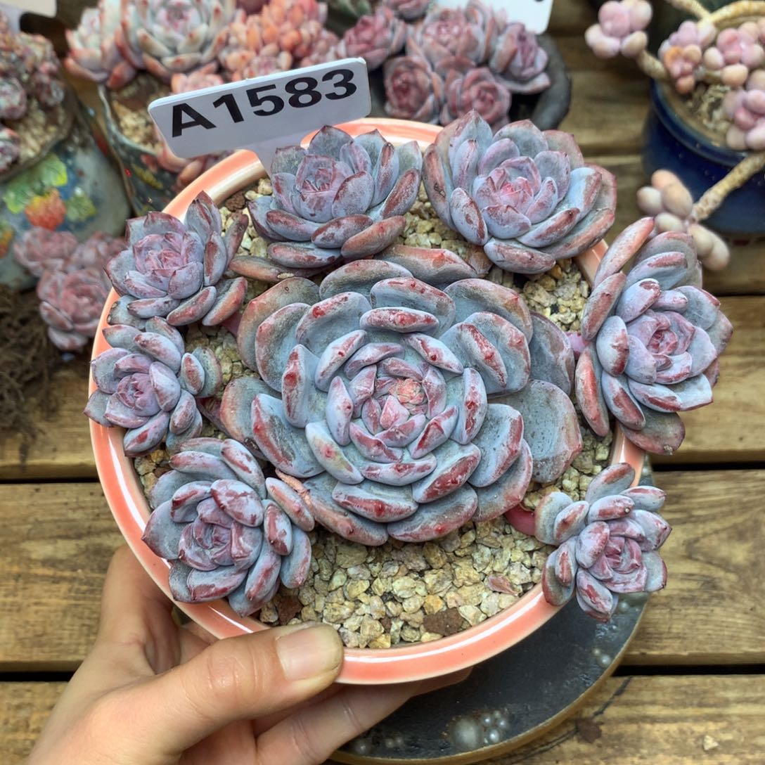 A1583 星影 无砍 14.5cm