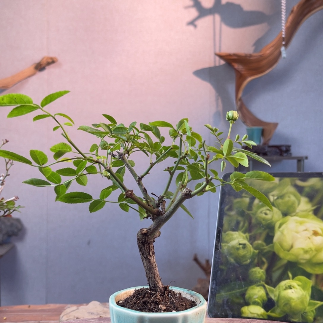 暖***3少量花朵（建议范围：2朵-5朵 或40%以下）