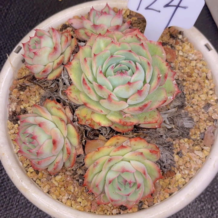 友家多肉一物一拍124