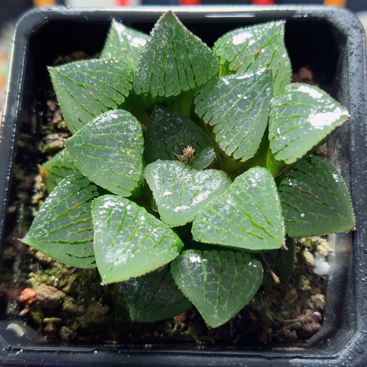 十二卷多肉香瓜岛