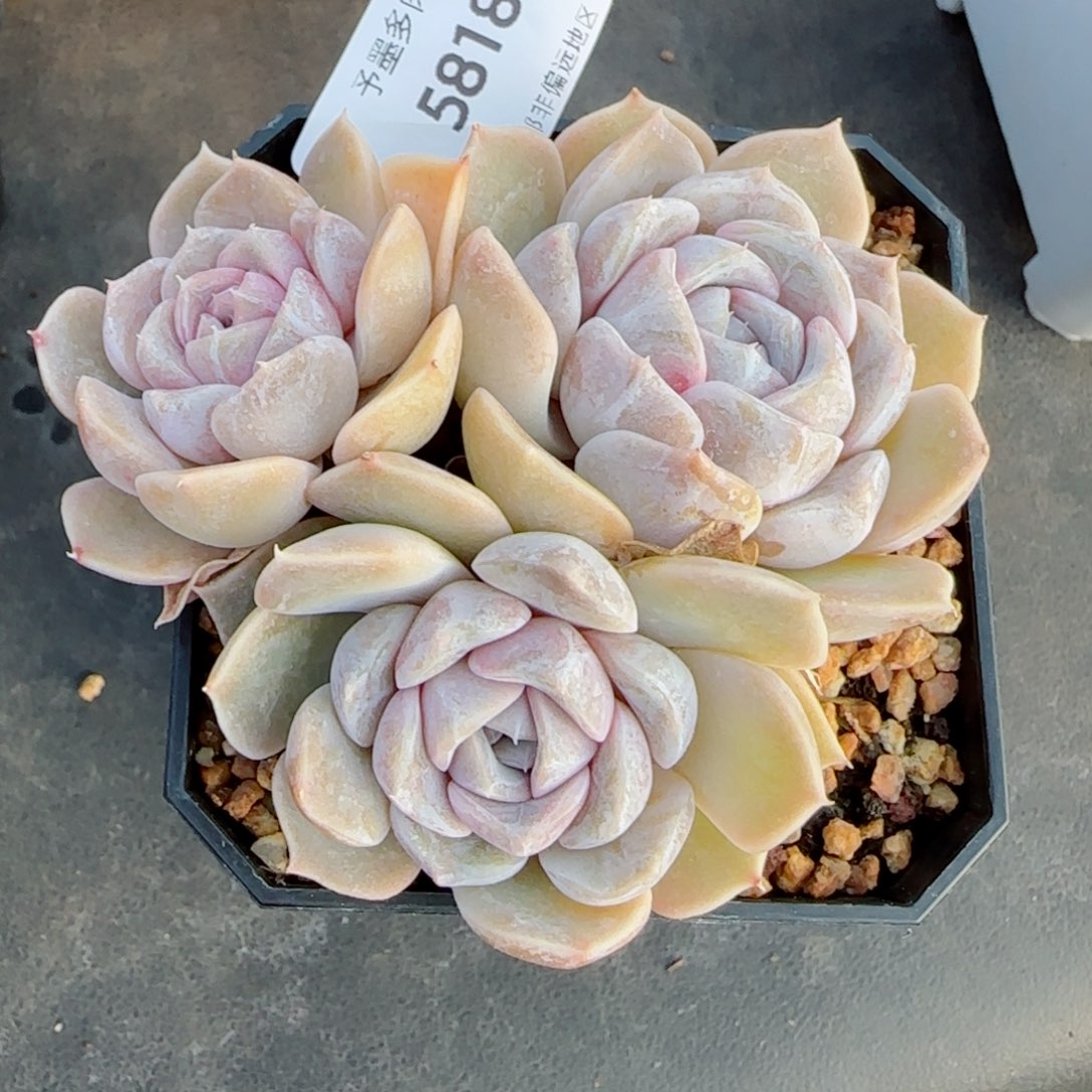 汉堡无砍，5818多肉