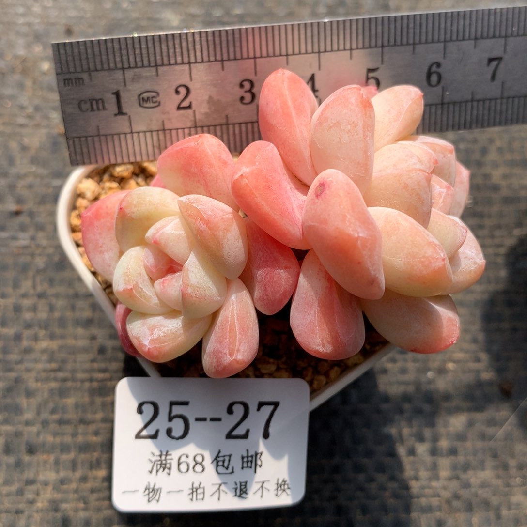 27。粉体粉糖心冰玉。