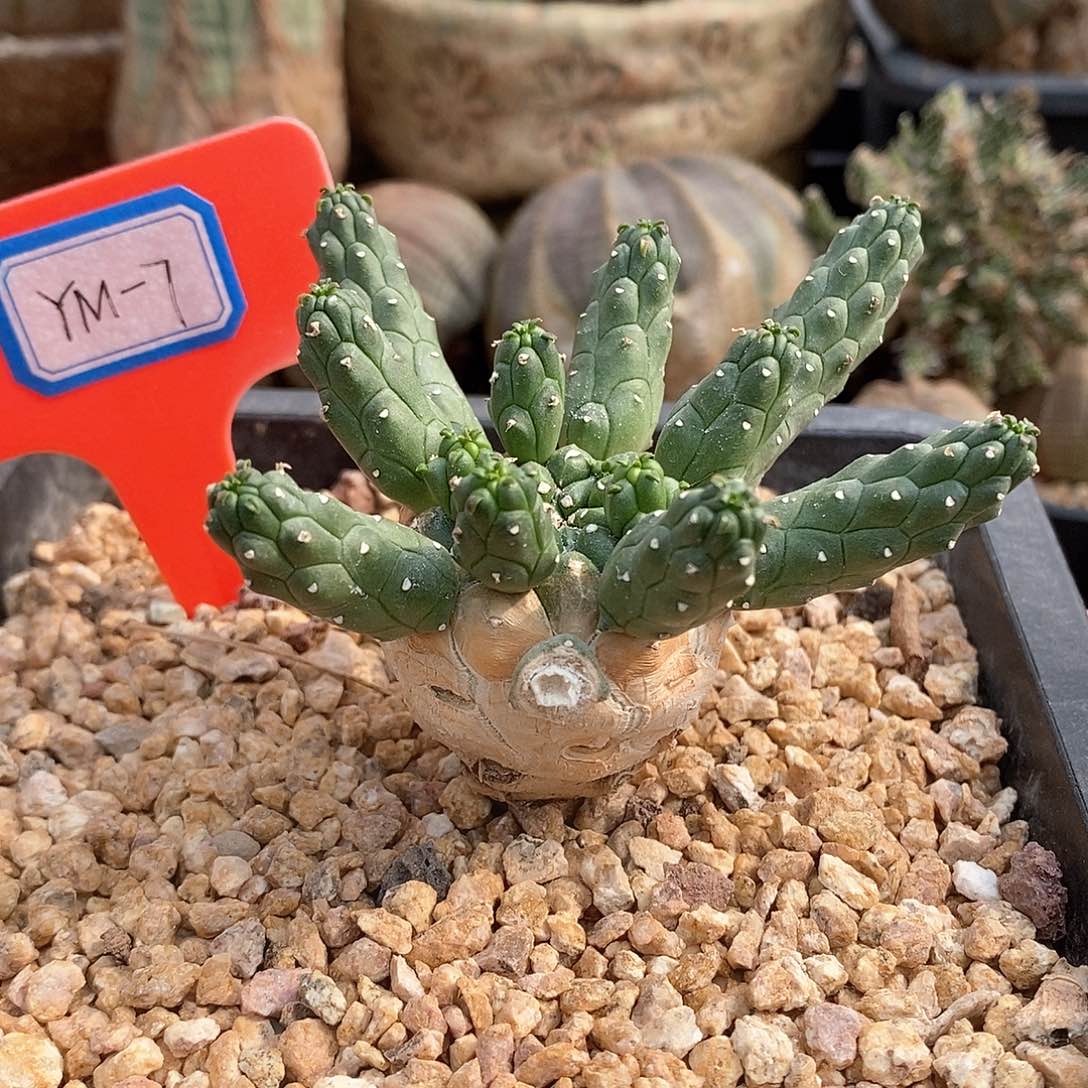 阎魔大戟多肉植物