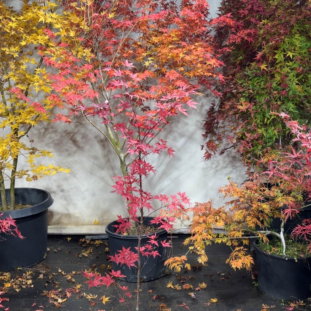 j***r完全开放日本枫树琥珀精灵