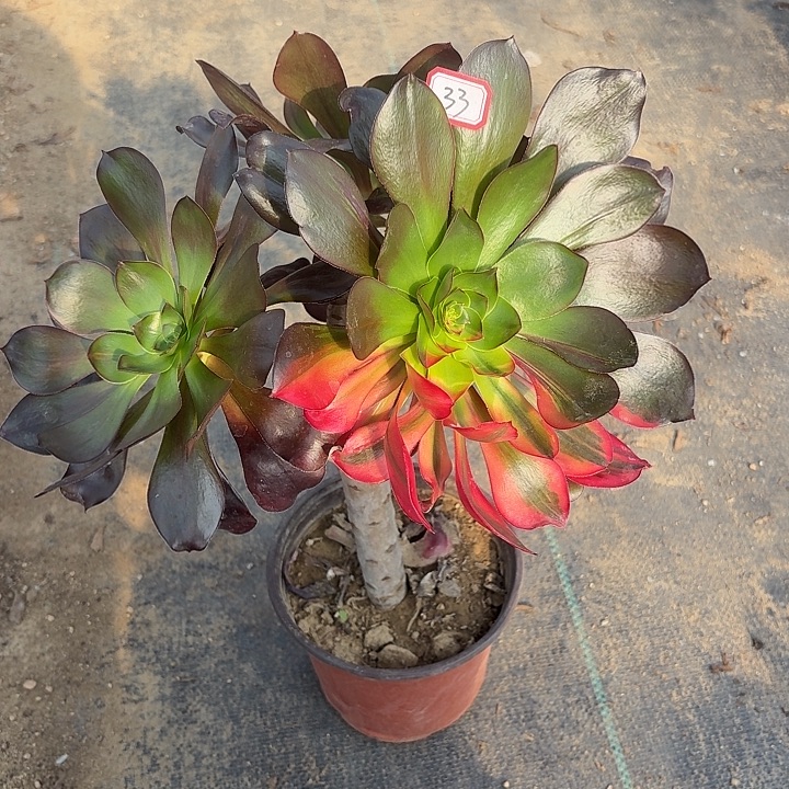 造型桩巫毒七彩33多肉植物