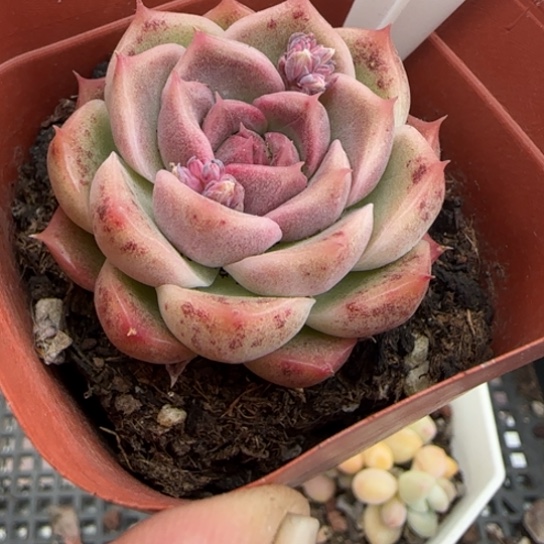 142巴洛克一物一拍多肉