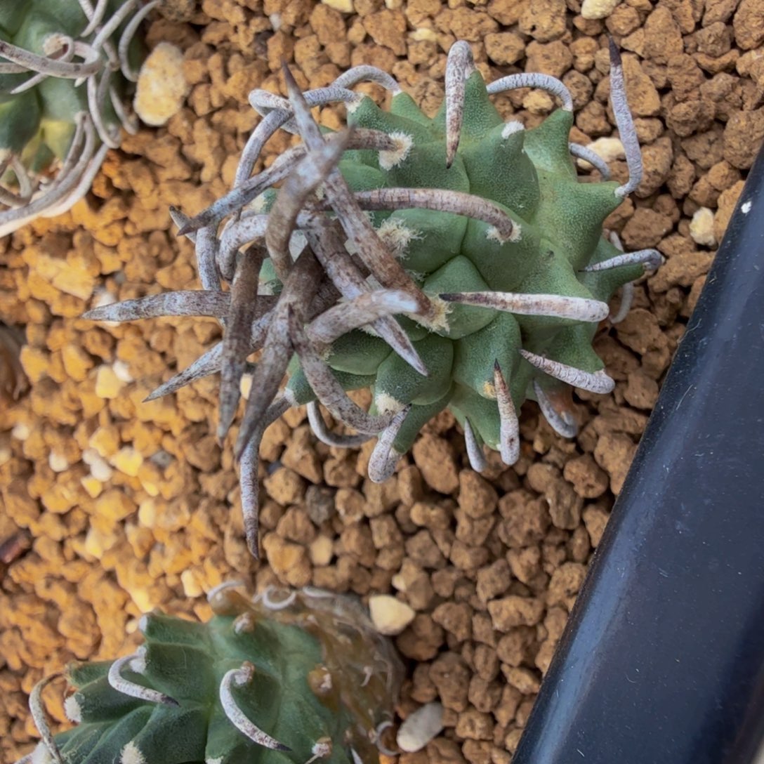 实生强刺升龙丸小苗