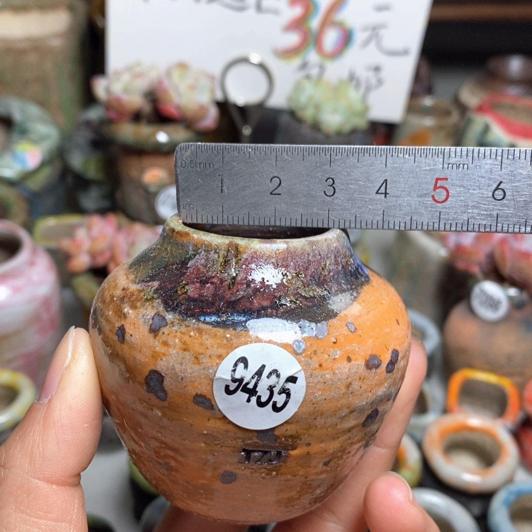 花盆拍5送一个小礼物