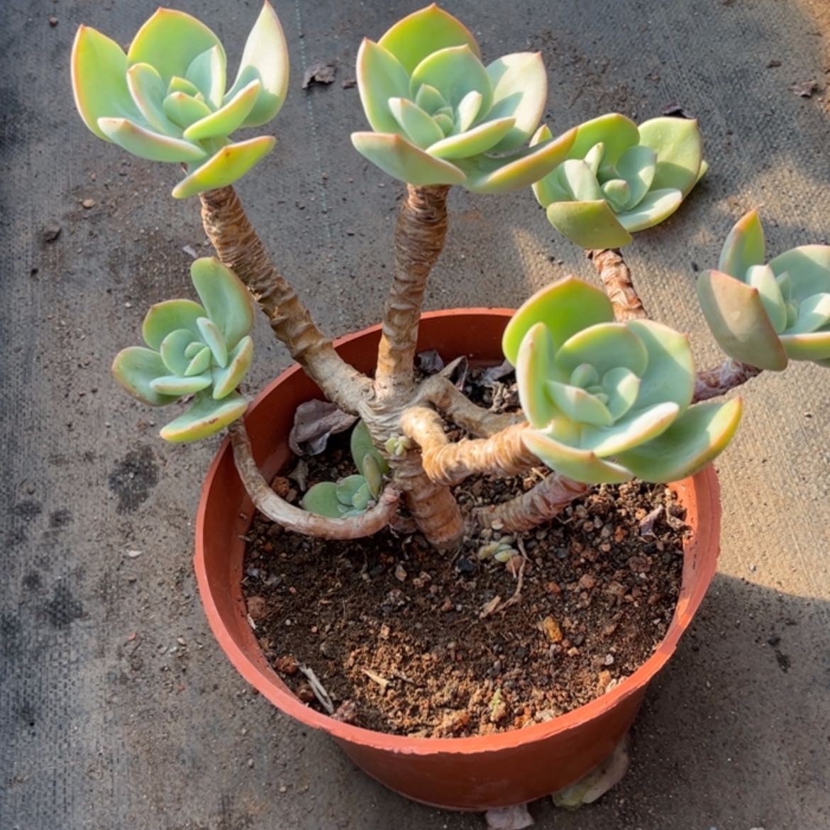 【闪购商品】无花朵心*?