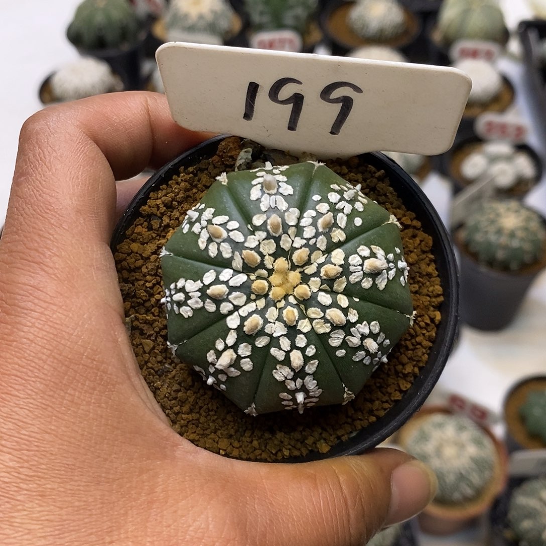 199福利特价来了打榜贴