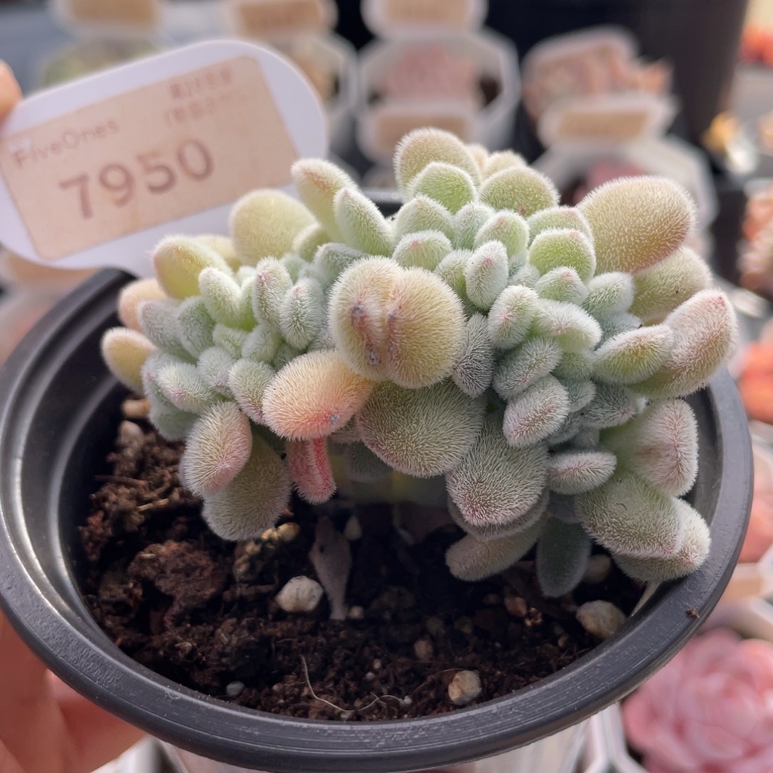 雪晃星7950-7.0厘米