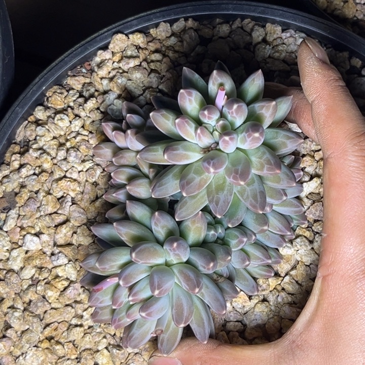 多肉植物伊卡鲁斯278