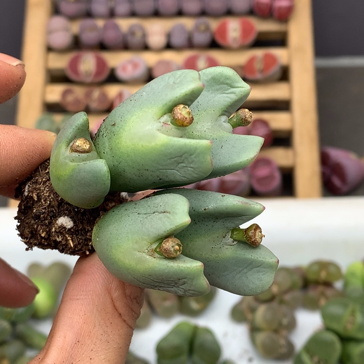 精品多肉植物5头精品嘟嘟嘴少将