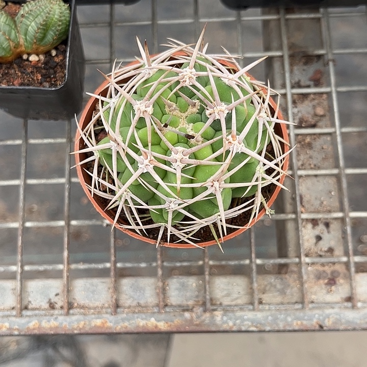 我也不知道我为什么要这样