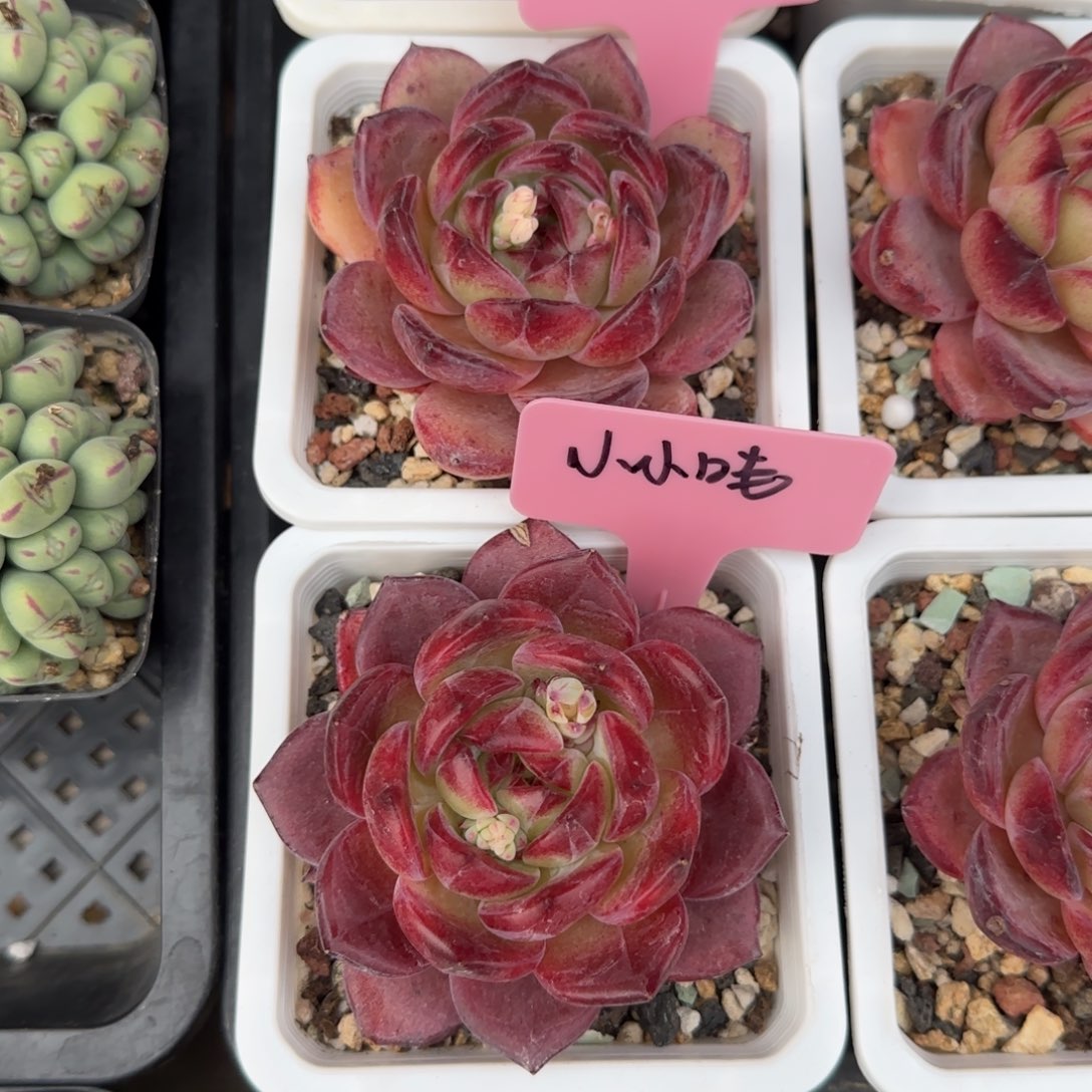 夜魔侠单头五十包邮