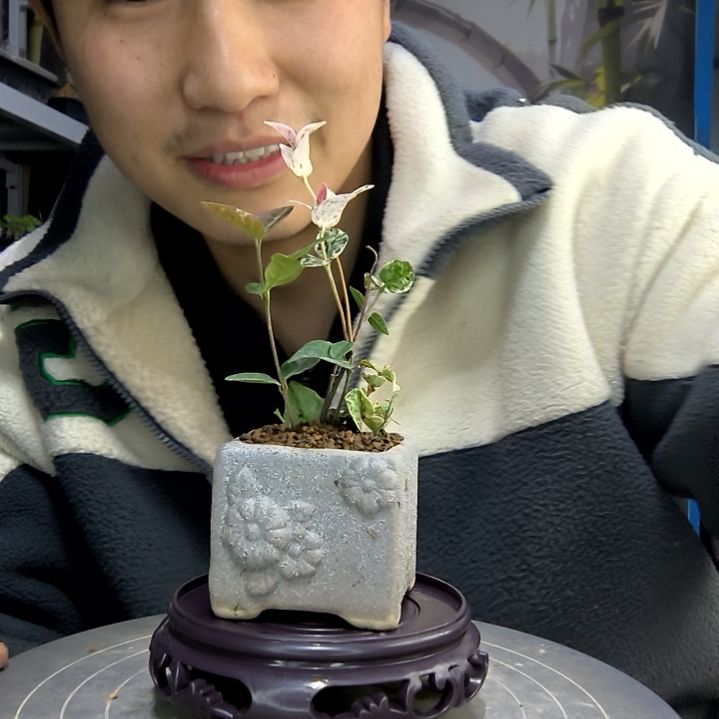 翻****?小盆景小植物一物一拍300