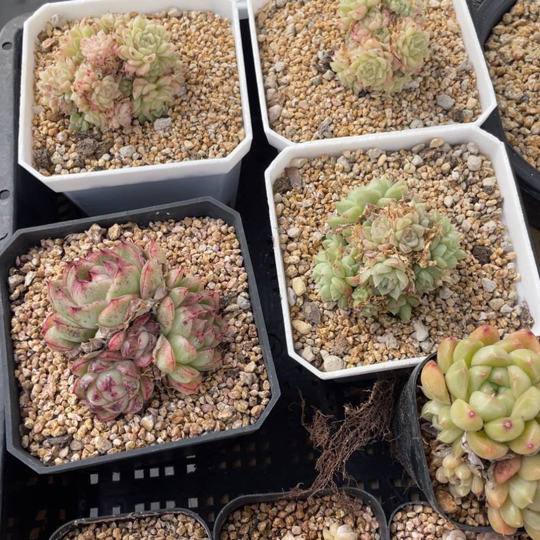 多肉植物八个精品004