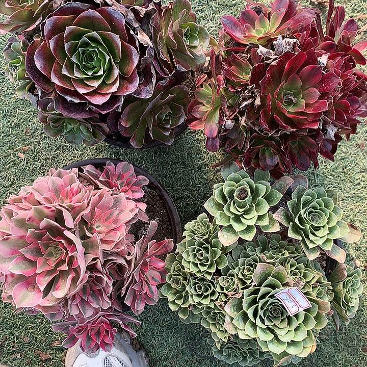 903四颗多肉植物